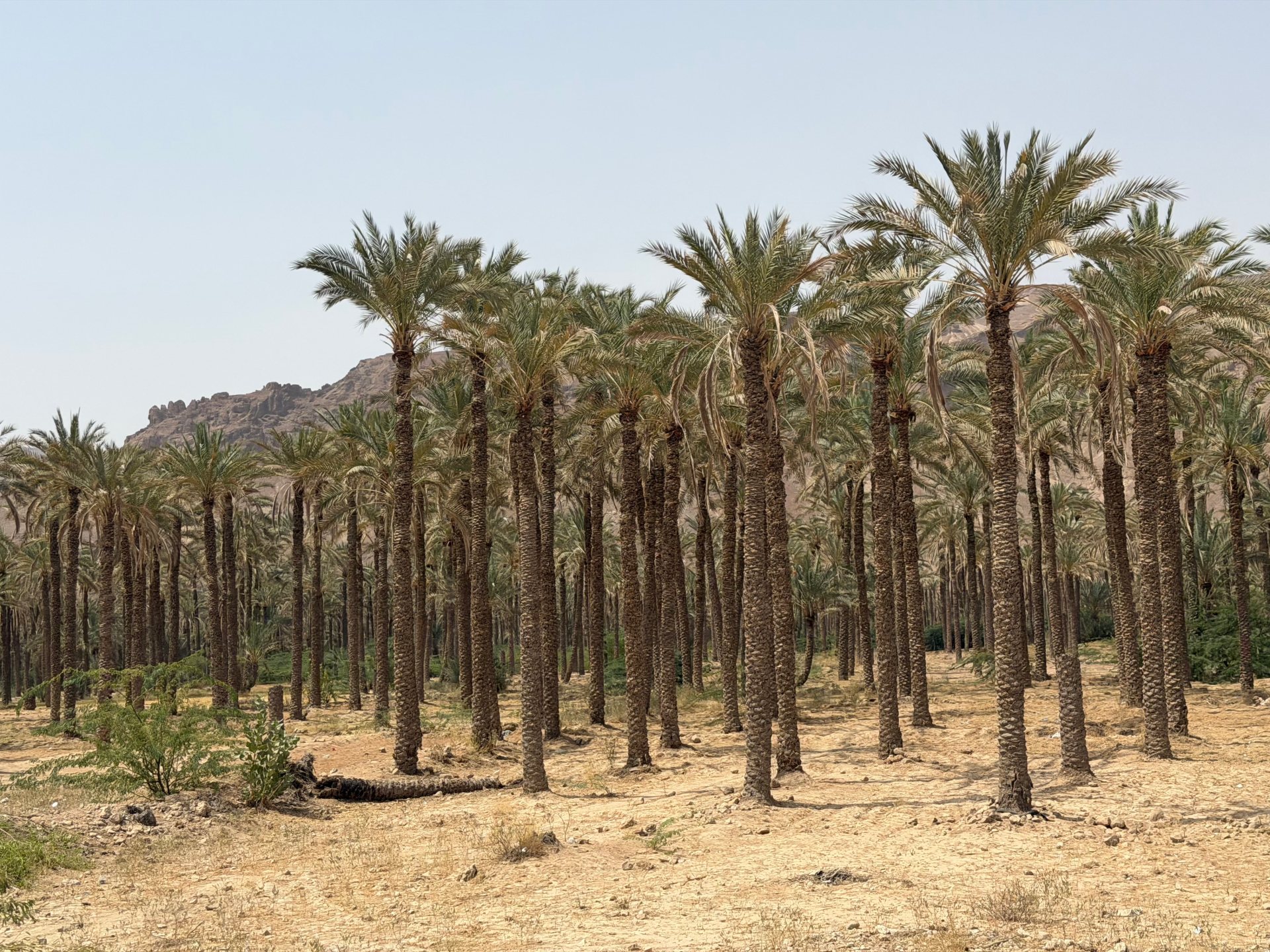 The Hajr district in Yemen's Hadramout is well known for its date palms [Saeed Al Batati/Al Jazeera]